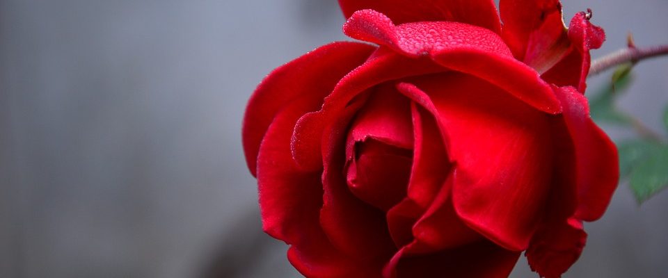I růže můžou postihnout choroby. Jaké se objevují nejčastěji?