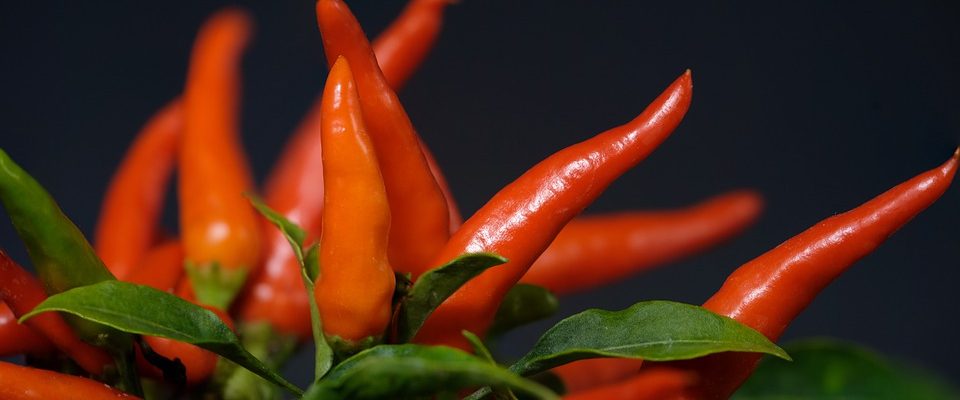 Jak na pěstování chilli papriček