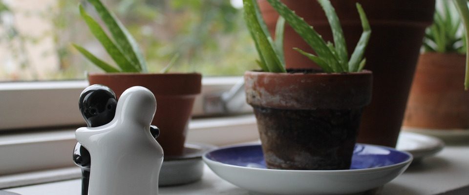Zázračná aloe vera