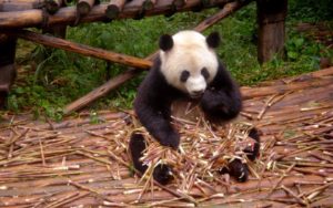 Zahrada pand v Číně