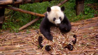 Zahrada pand v Číně
