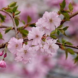 Japonský styl interiéru: harmonie krásy, kvality a funkčnosti