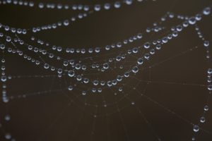 Rosa a její dopad na venkovní kliky u dveří