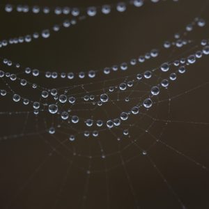 Rosa a její dopad na venkovní kliky u dveří