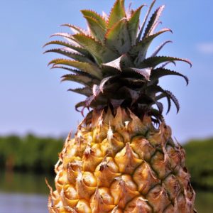 Milujete ananas? Vypěstujte si ho doma
