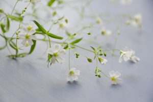 Seznamte se s bakopou, převislou rostlinou s bílými květy