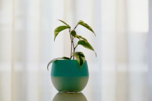 Jak netradičně pěstovat pokojové rostliny