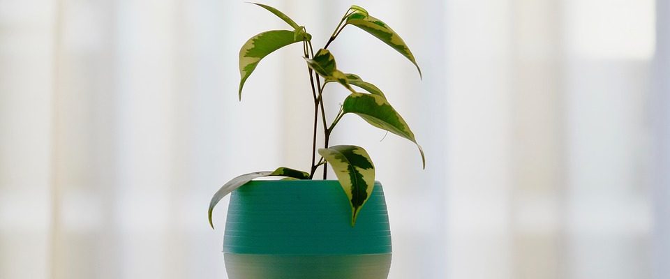 Jak netradičně pěstovat pokojové rostliny
