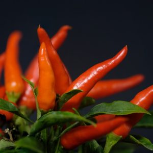 Papriky a chilli: výsev, pálivost a přezimování