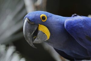 Jaké dělají nejčastější chyby chovatelé papoušků ve venkovních voliérách?