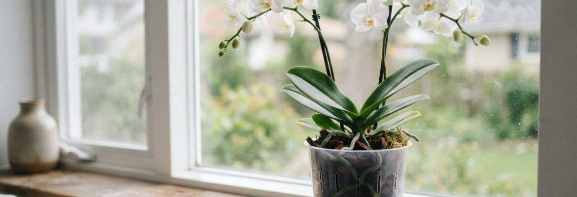 Bílá orchidej v průhledném květináči s kůrou na parapetu