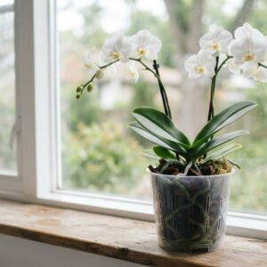 Orchidej v bytě: péče, zálivka a proč nekvete